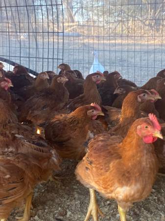 A group of chickens in a cage.
