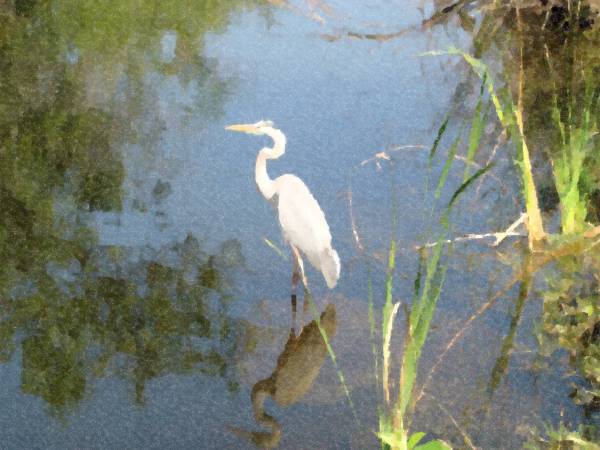 A white bird standing in the water near some grass.