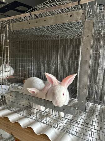 A rabbit in cage with another bunny inside.