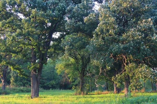 A group of trees in the middle of a field.