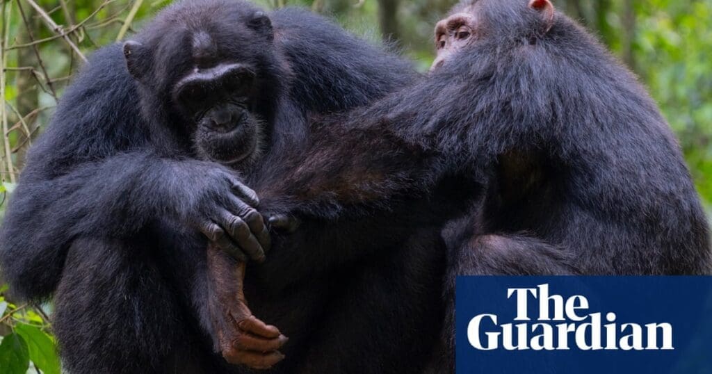 Chimpanzees use leaves to wipe bums and clean up after sex, study finds | Environment