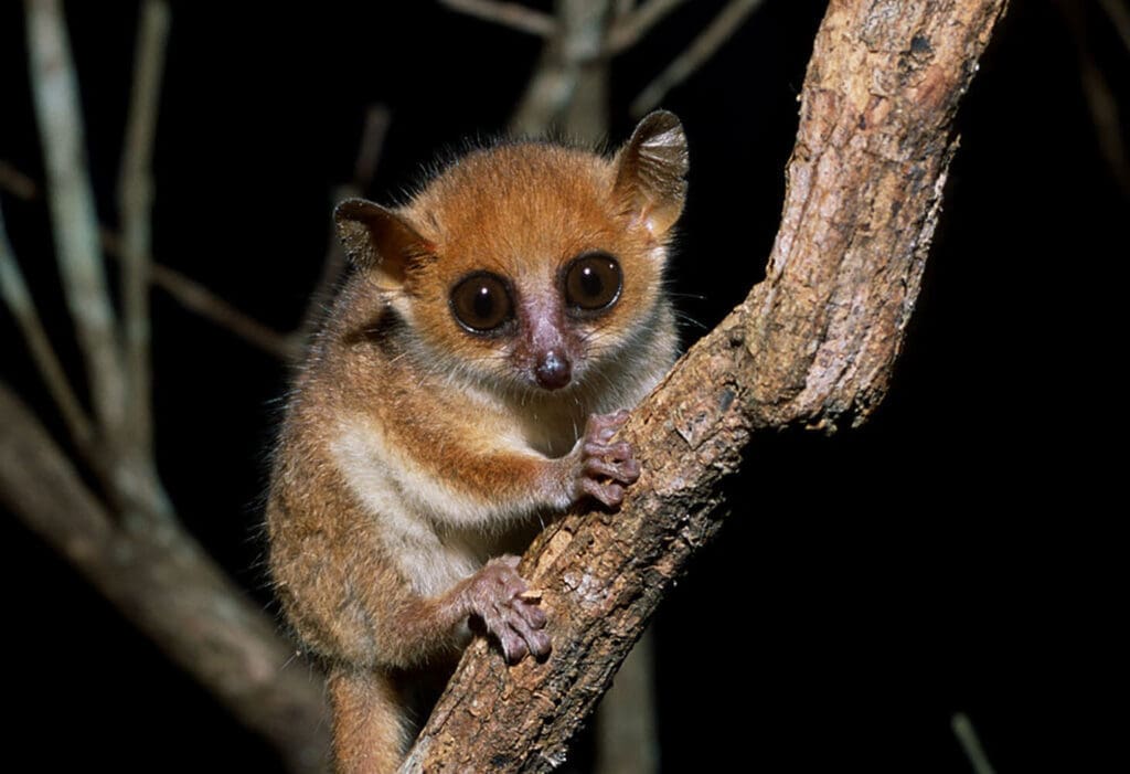 Amid a drastic decline in endangered primates, researchers call for conservation measures