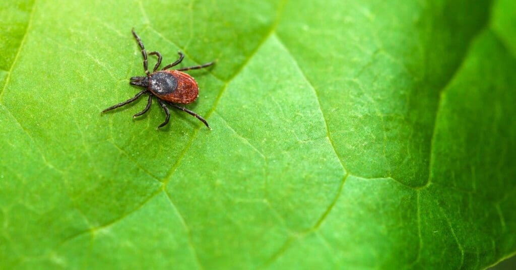 The Best and Worst Way to Remove a Tick