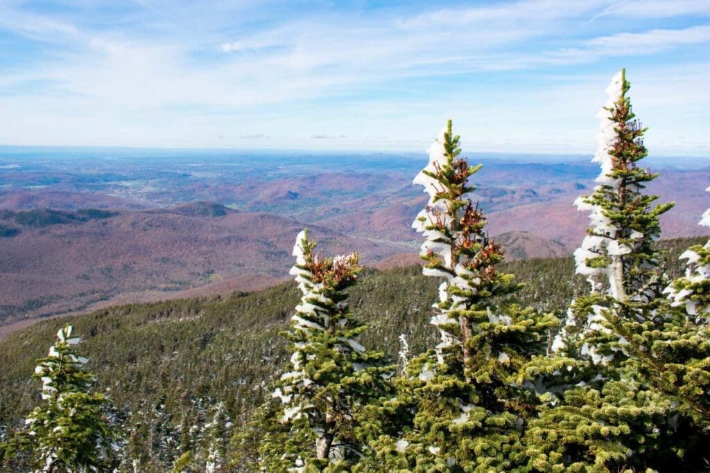 Forests' vanishing snow is also bad news for carbon storage