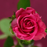 Pink rose with green leaves.