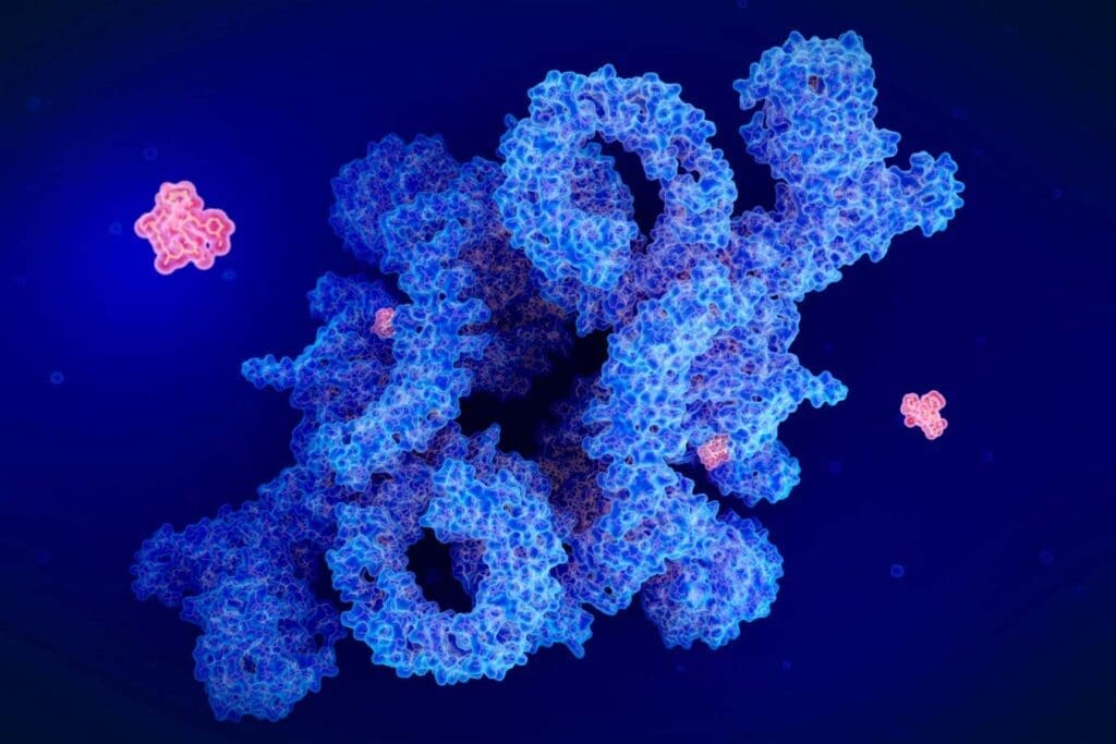 Illustration of the drug rapamycin (red) blocking a protein called mTOR (blue)