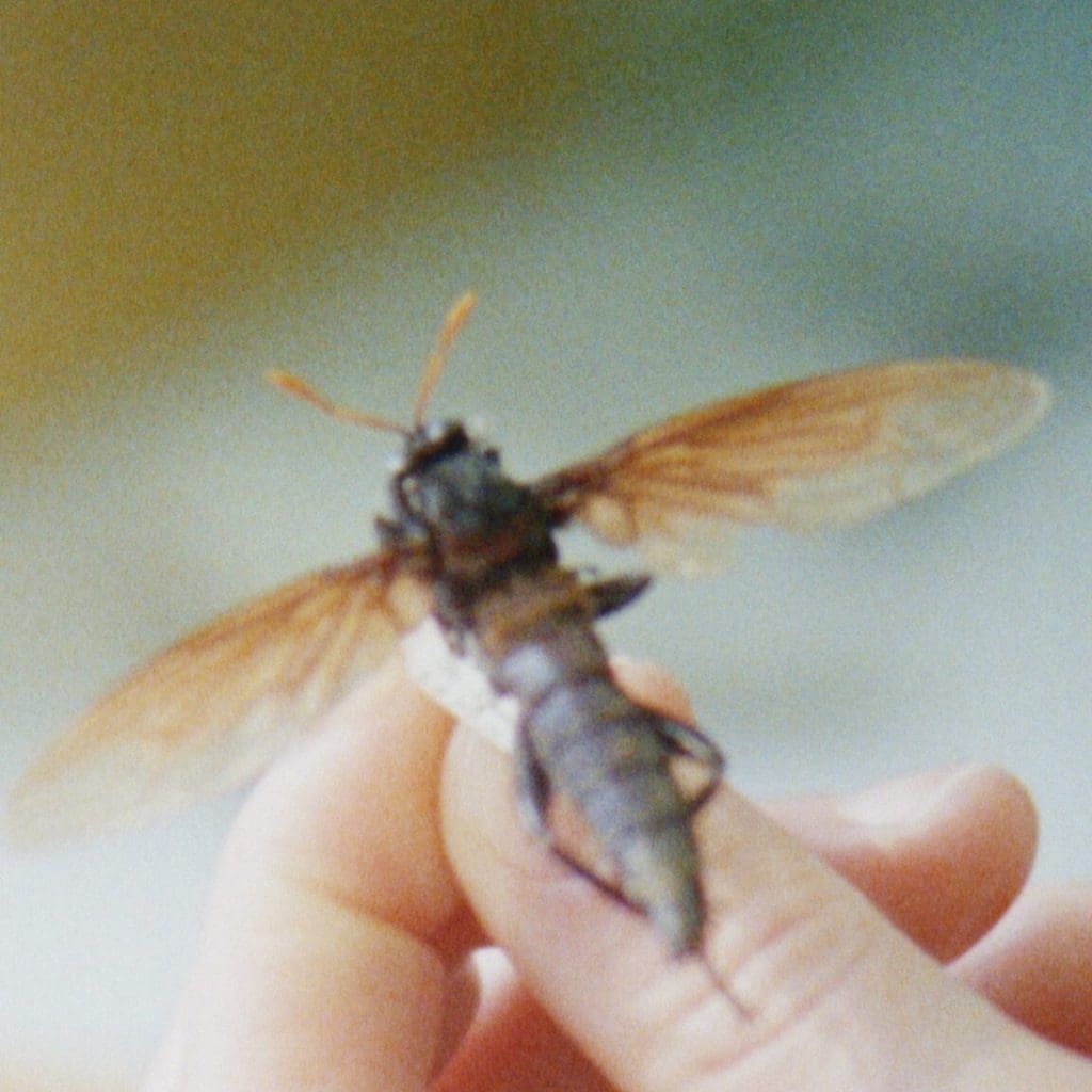 “Radical Powers of Metamorphosis”: On Global Black Cinema