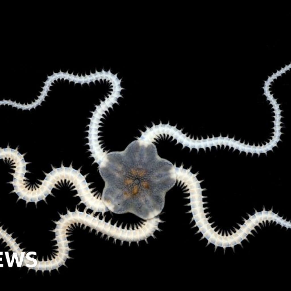 Over a third of animals impacted in deep sea mining test